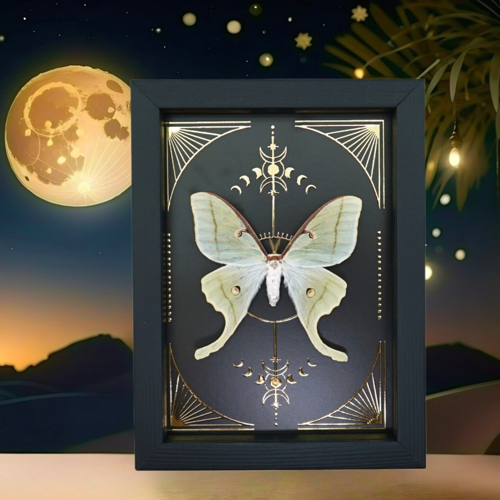Real Luna Moth Celestial Gold Foil Moon Phases Actias luna Framed Taxidermy Real Luna Moth Celestial Gold Foil Moon Phases Actias luna Framed Taxidermy