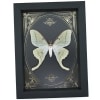 Real Luna Moth Gold Foil Victorian Actias luna Resting Framed Taxidermy Display