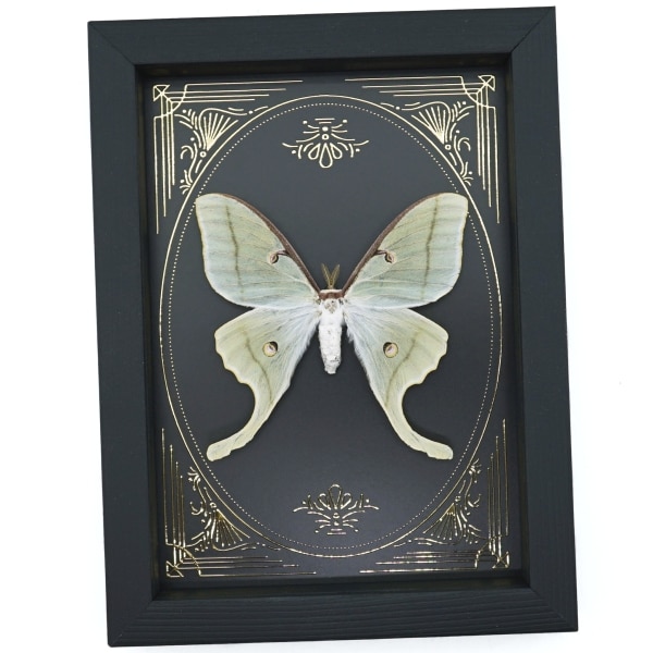 Real Luna Moth Gold Foil Victorian Actias luna Resting Framed Taxidermy Display