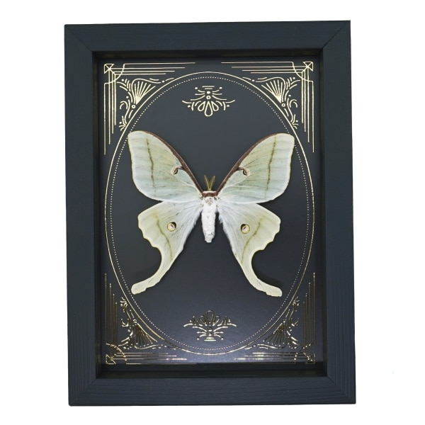 Real Luna Moth Gold Foil Victorian Actias luna Resting Framed Taxidermy Display