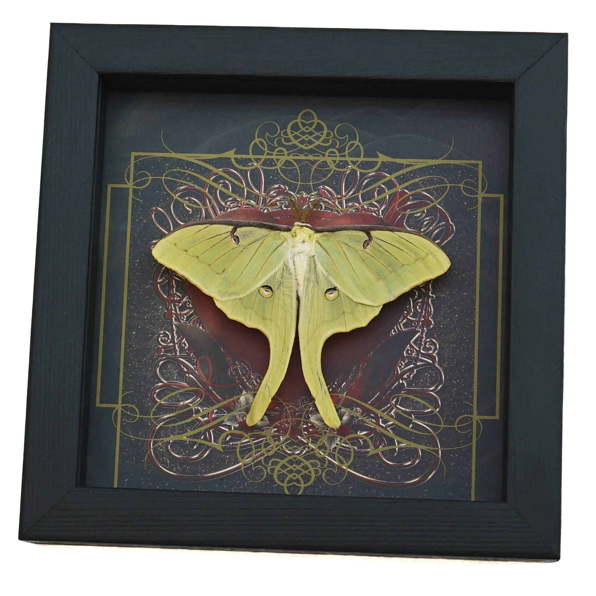 Real Framed Luna Moth Gothic Red Heart - Actias luna Resting