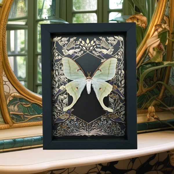 Luna Moth Gold Foil Gothic Ravens Real Framed Actias luna Taxidermy Display