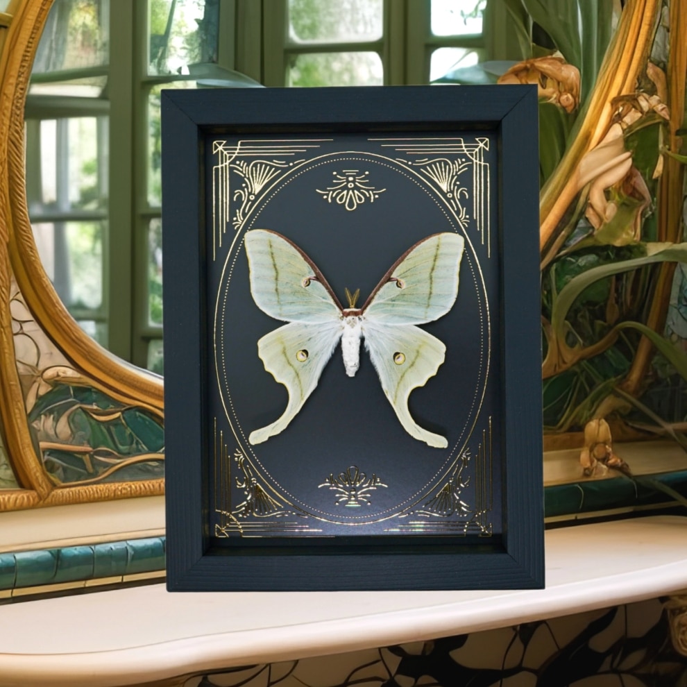 Real Luna Moth Gold Foil Victorian Actias luna Resting Framed Taxidermy Display