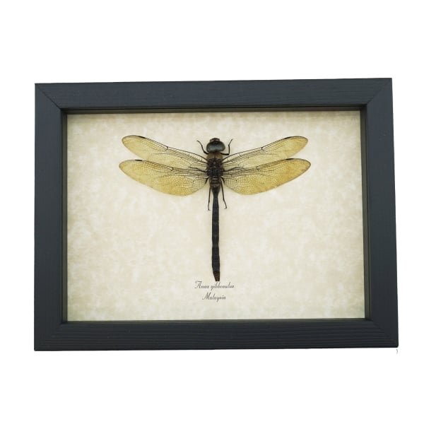 Giant Green Emperor Dragonfly Anax gibbosulus Real Framed Taxidermy Display