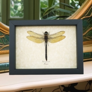 Giant Green Emperor Dragonfly Anax gibbosulus Real Framed Taxidermy Display