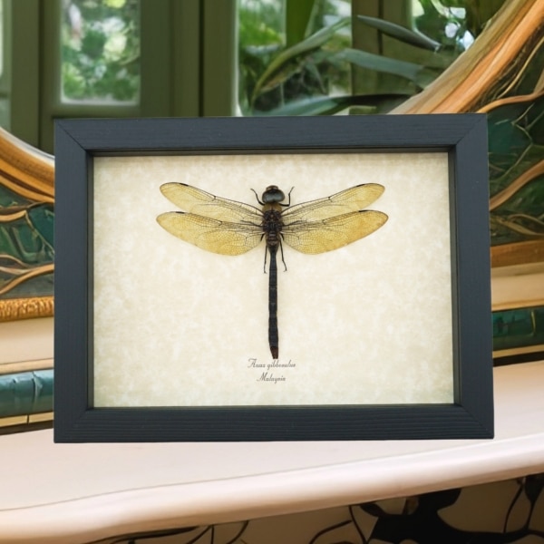Giant Green Emperor Dragonfly Anax gibbosulus Real Framed Taxidermy Display