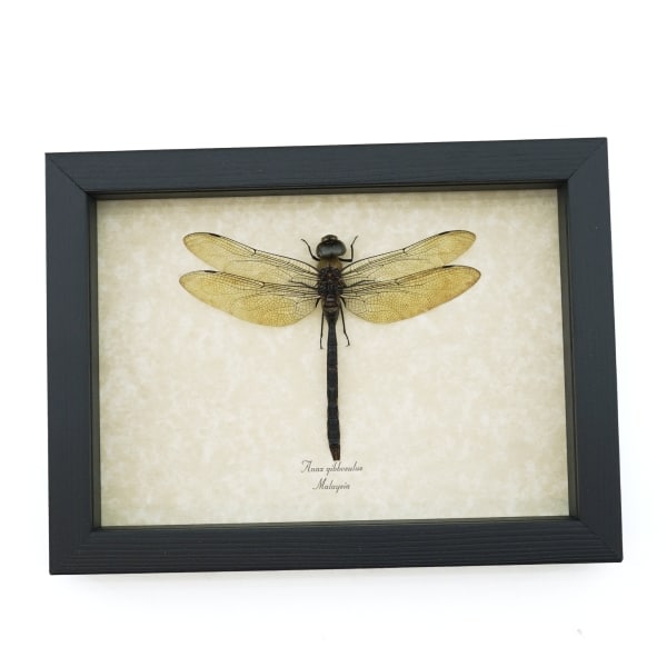 Giant Green Emperor Dragonfly Anax gibbosulus Real Framed Taxidermy Display
