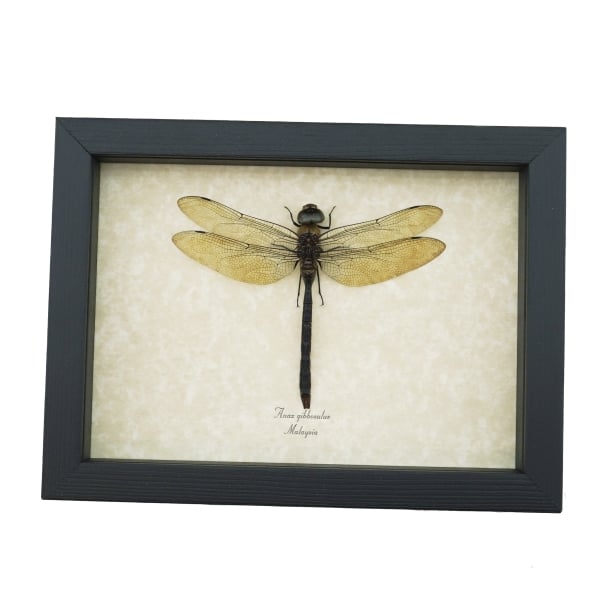 Giant Green Emperor Dragonfly Anax gibbosulus Real Framed Taxidermy Display