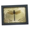 Giant Green Emperor Dragonfly Gold Foil Art Nouveau Anax gibbosulus Framed Taxidermy