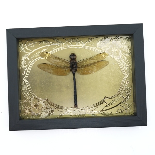 Giant Green Emperor Dragonfly Gold Foil Art Nouveau Anax gibbosulus Framed Taxidermy