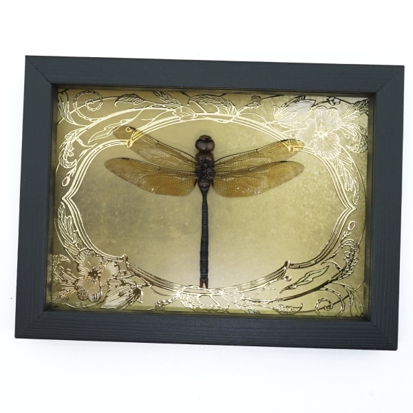 Giant Green Emperor Dragonfly Gold Foil Art Nouveau Anax gibbosulus Framed Taxidermy