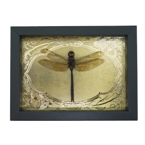 Giant Green Emperor Dragonfly Gold Foil Art Nouveau Anax gibbosulus Framed Taxidermy