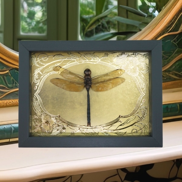 Giant Green Emperor Dragonfly Gold Foil Art Nouveau Anax gibbosulus Framed Taxidermy