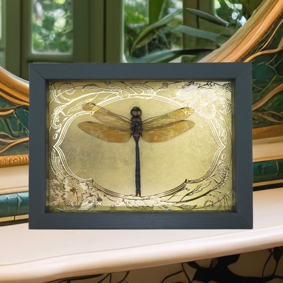 Giant Green Emperor Dragonfly Gold Foil Art Nouveau Anax gibbosulus Framed Taxidermy Giant Green Emperor Dragonfly Gold Foil Art Nouveau Anax gibbosulus Framed Taxidermy