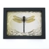Giant Green Emperor Dragonfly Gold Foil Art Nouveau Anax gibbosulus Framed Taxidermy Display