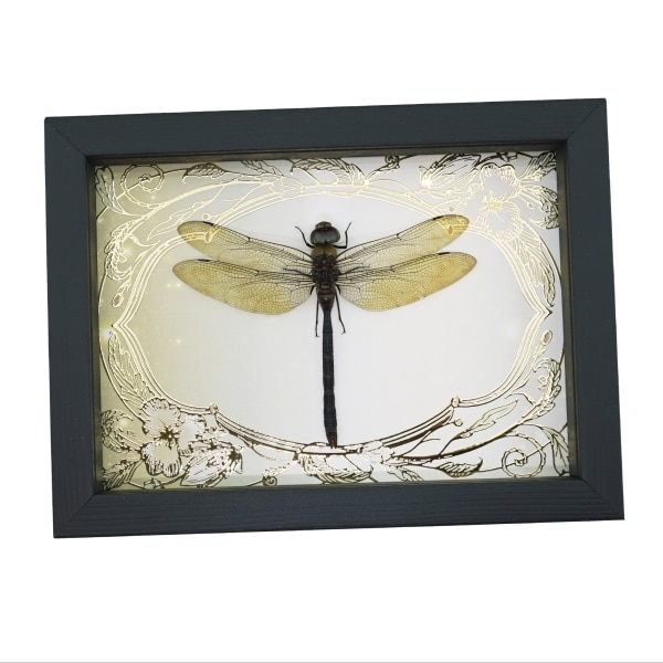 Giant Green Emperor Dragonfly Gold Foil Art Nouveau Anax gibbosulus Framed Taxidermy Display