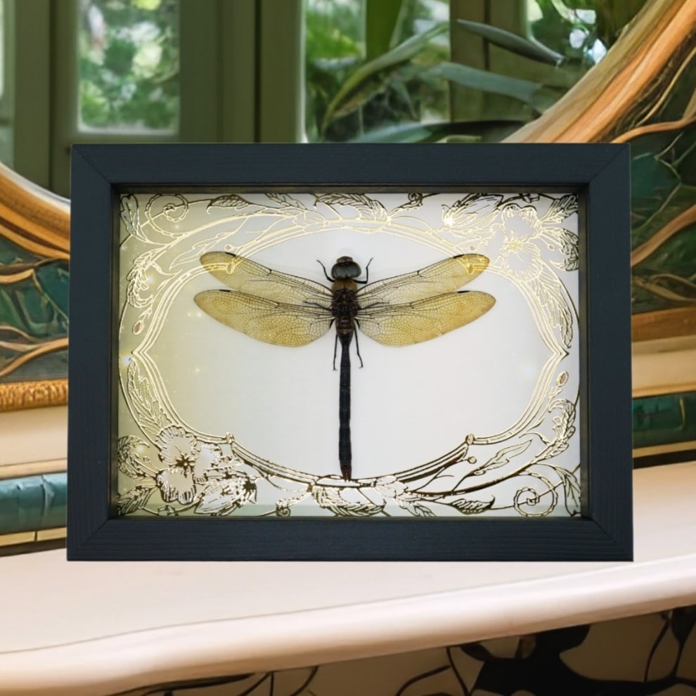 Giant Green Emperor Dragonfly Gold Foil Art Nouveau Anax gibbosulus Framed Taxidermy Display Giant Green Emperor Dragonfly Gold Foil Art Nouveau Anax gibbosulus Framed Taxidermy Display