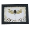 Giant Green Emperor Dragonfly Gold Foil Art Nouveau Anax gibbosulus Real Framed Taxidermy