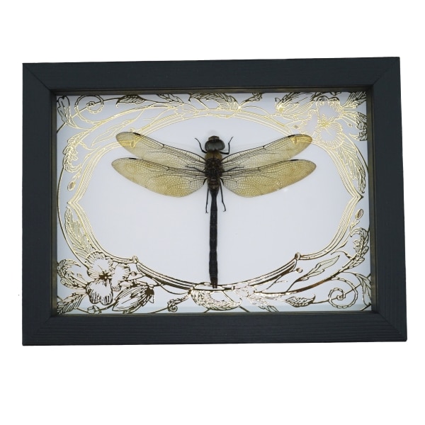 Giant Green Emperor Dragonfly Gold Foil Art Nouveau Anax gibbosulus Real Framed Taxidermy