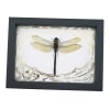 Giant Green Emperor Dragonfly Gold Foil Art Nouveau Anax gibbosulus Real Framed Taxidermy