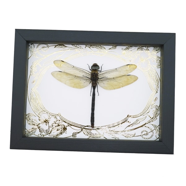 Giant Green Emperor Dragonfly Gold Foil Art Nouveau Anax gibbosulus Real Framed Taxidermy