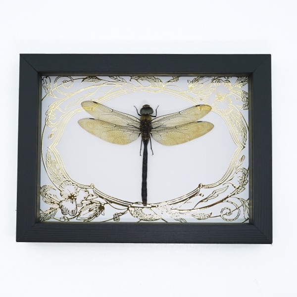 Giant Green Emperor Dragonfly Gold Foil Art Nouveau Anax gibbosulus Real Framed Taxidermy