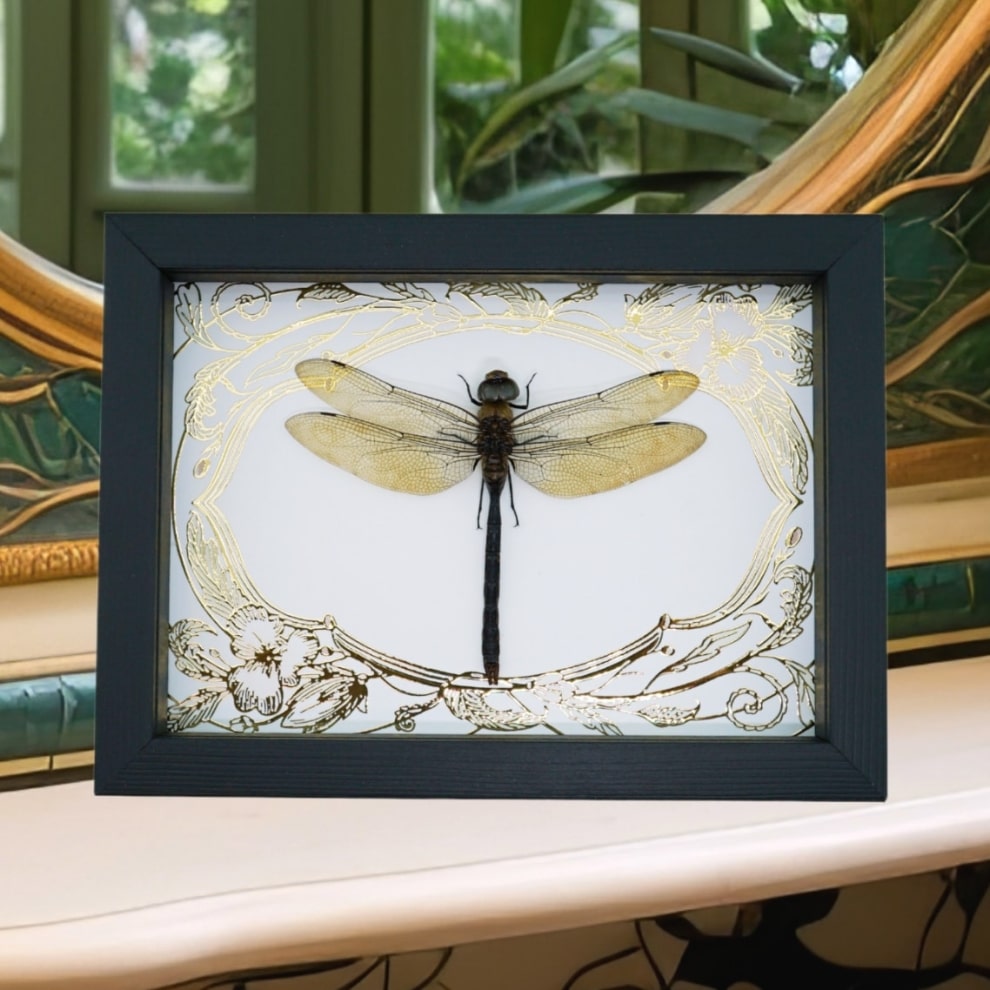Giant Green Emperor Dragonfly Gold Foil Art Nouveau Anax gibbosulus Real Framed Taxidermy