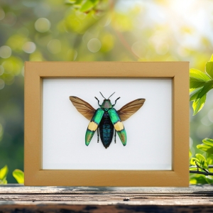 Chrysochroa saundersii Flying Metallic Jewel Beetle Framed Taxidermy Golden Ochre Display