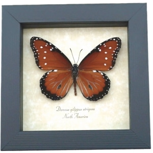 Danaus gilippus Queen Butterfly Real Framed Taxidermy Display