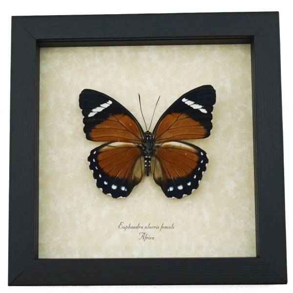 Euphaedra alacris Female Orange Forester Butterfly Framed Taxidermy Display