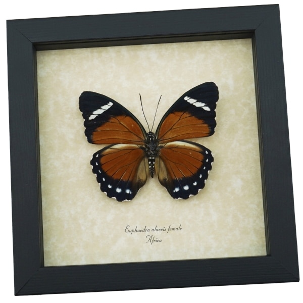 Euphaedra alacris Female Orange Forester Butterfly Framed Taxidermy Display