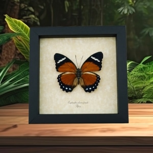 Euphaedra alacris Female Orange Forester Butterfly Framed Taxidermy Display
