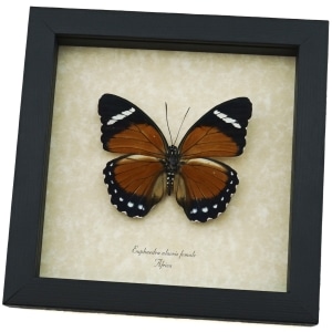 Euphaedra alacris Female Orange Forester Butterfly Framed Taxidermy Display