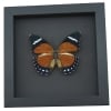 Euphaedra alacris Female Orange Forester Butterfly Framed Taxidermy Moonlight Display