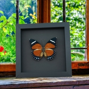 Euphaedra alacris Female Orange Forester Butterfly Framed Taxidermy Moonlight Display