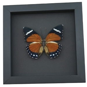 Euphaedra alacris Female Orange Forester Butterfly Framed Taxidermy Moonlight Display