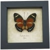 Euphaedra alacris Orange Forester Butterfly Framed Taxidermy Display