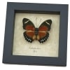 Euphaedra alacris Orange Forester Butterfly Framed Taxidermy Display