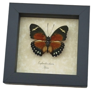Euphaedra alacris Orange Forester Butterfly Framed Taxidermy Display