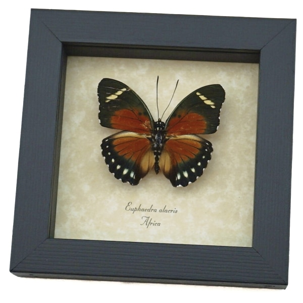 Euphaedra alacris Orange Forester Butterfly Framed Taxidermy Display
