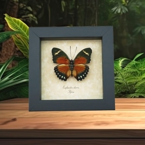 Euphaedra alacris Orange Forester Butterfly Framed Taxidermy Display