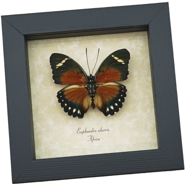 Euphaedra alacris Orange Forester Butterfly Framed Taxidermy Display