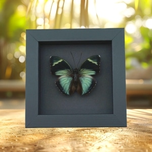 Euphaedra eberti Forester Butterfly Real Framed Taxidermy Moonlight Display