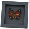 Euphaedra eleus Orange Forester Butterfly Framed Taxidermy Moonlight Display