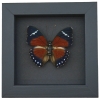 Euphaedra eleus Orange Forester Butterfly Framed Taxidermy Moonlight Display