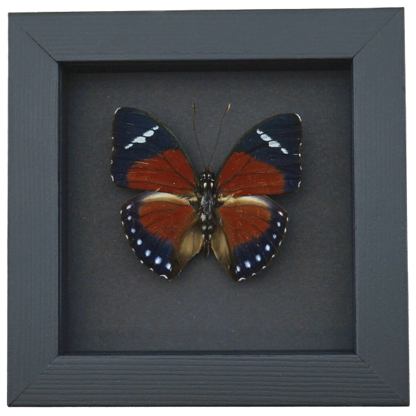 Euphaedra eleus Orange Forester Butterfly Framed Taxidermy Moonlight Display
