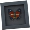 Euphaedra eleus Orange Forester Butterfly Framed Taxidermy Moonlight Display