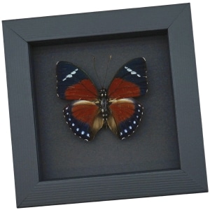 Euphaedra eleus Orange Forester Butterfly Framed Taxidermy Moonlight Display