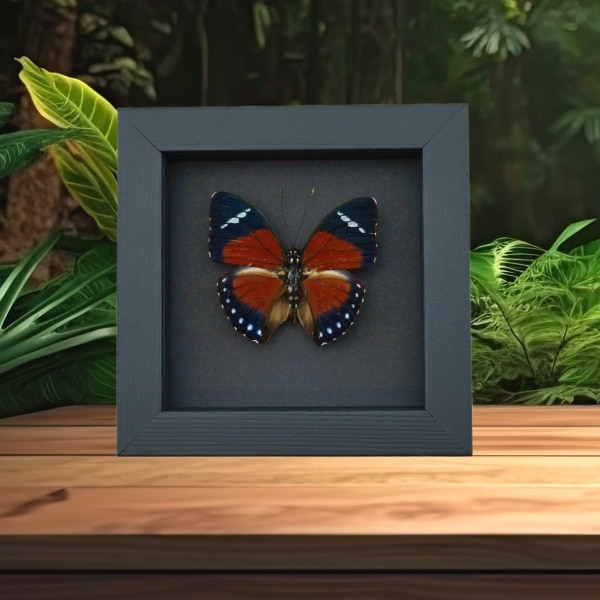 Euphaedra eleus Orange Forester Butterfly Framed Taxidermy Moonlight Display