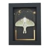 Real Luna Moth Gothic Sun Moon Stars Actias luna Resting Framed Taxidermy